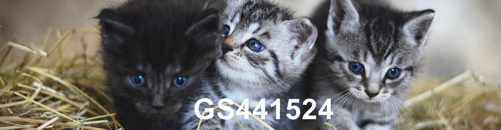 品質 GS-441524 工場